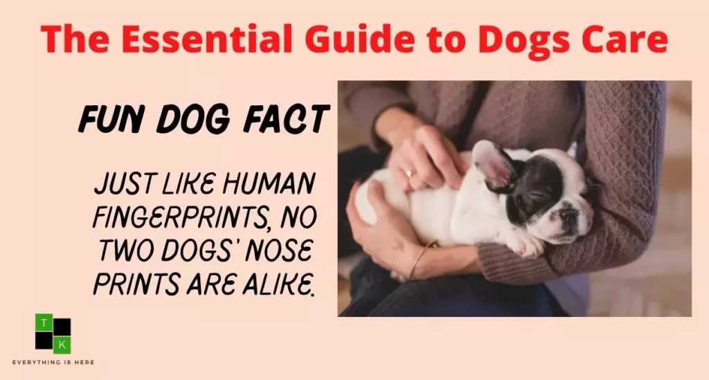 The Essential Guide to Dogs Care