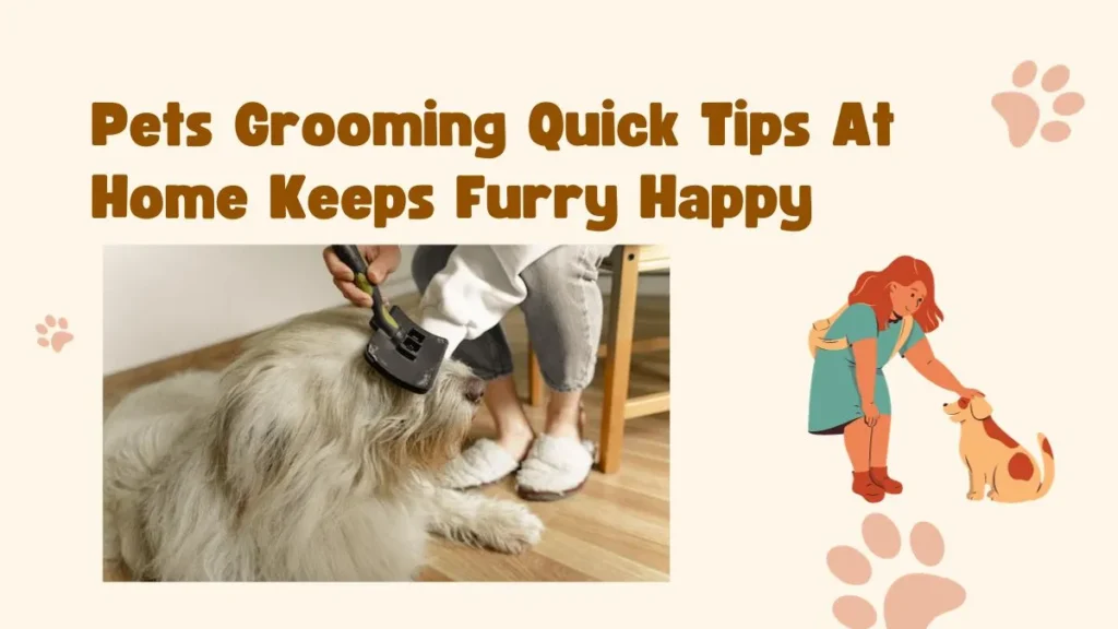 Pets Grooming Quick Tips At Home Keeps Furry Happy